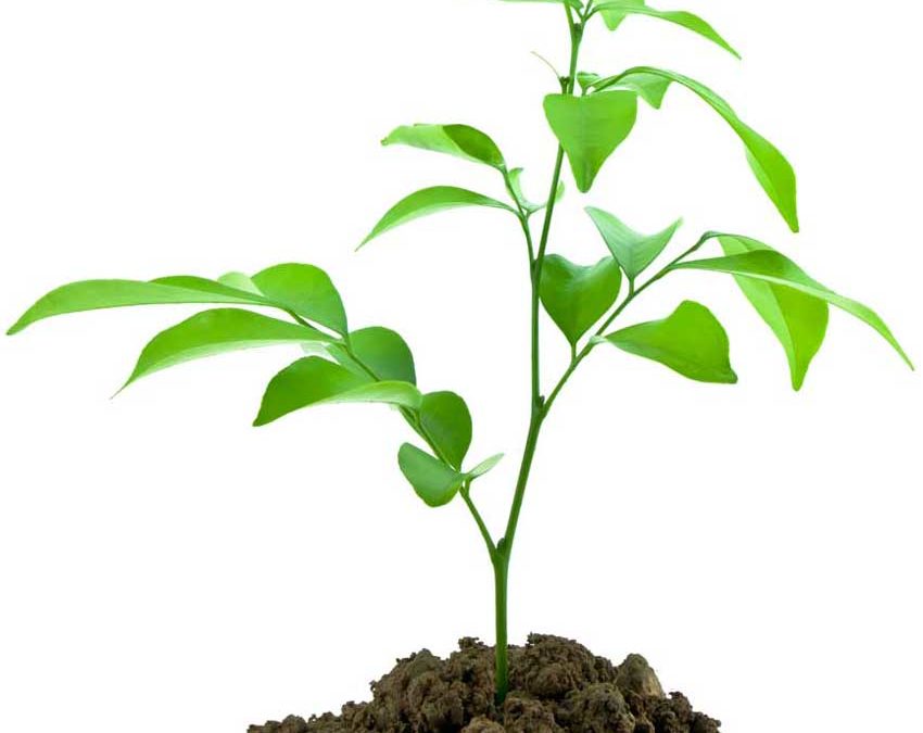 City of Lockport and Local Organizations Celebrate Arbor Day